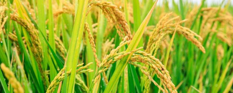 金穗源10水稻种子简介，普通粳稻品种