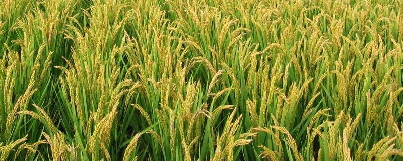 龙庆稻34水稻种子介绍，在适应区播种期4月12日
