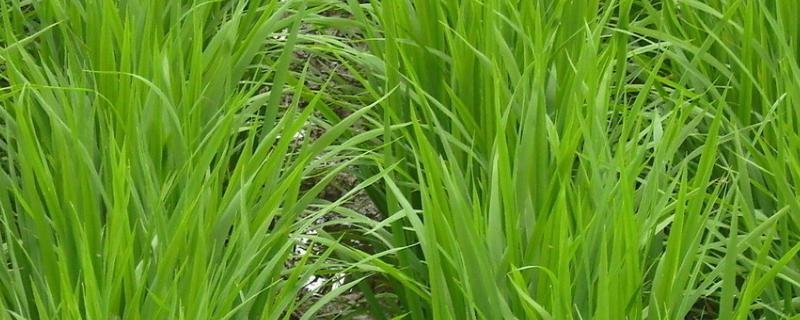 东生稻11号水稻种子介绍，普通粳稻品种