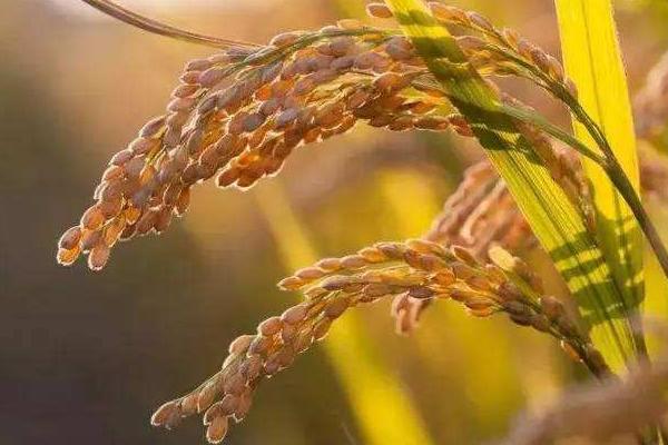 巨基11号水稻种子特征特性，该品种主茎12片叶
