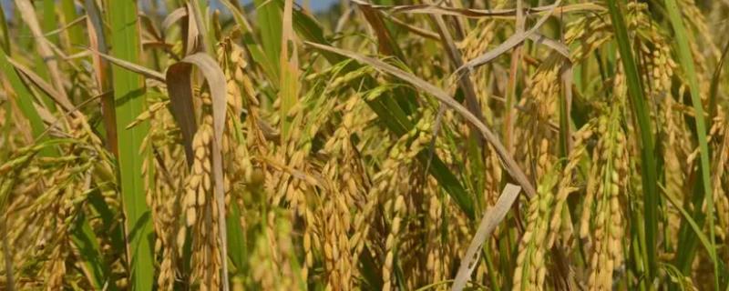 合粳20水稻品种的特性，该品种主茎12片叶