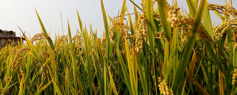 北稻60水稻品种简介，香稻品种