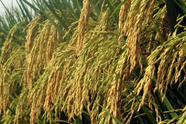 鼎稻19水稻种简介，该品种主茎12片叶