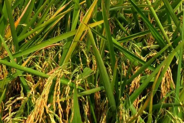鼎稻19水稻种简介，该品种主茎12片叶