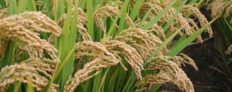 龙盾720水稻种子特点，该品种主茎12片叶