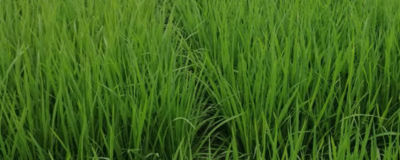 育龙77水稻种子简介，香稻品种