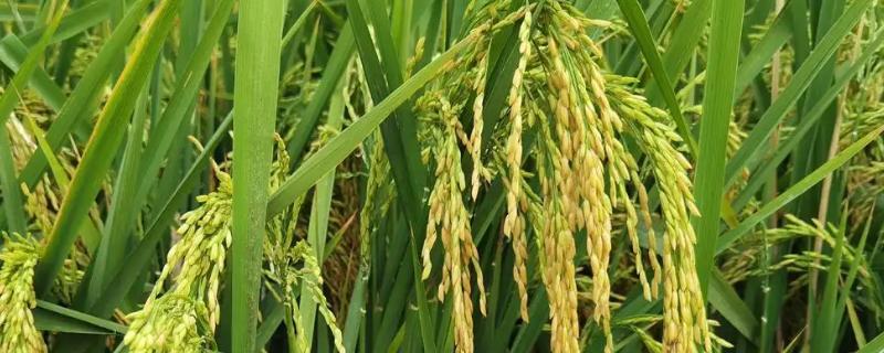 巨基10号水稻种子介绍，该品种主茎12片叶