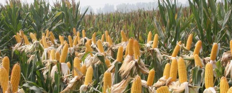 龙育893玉米品种的特性，选择中等以上肥力地块
