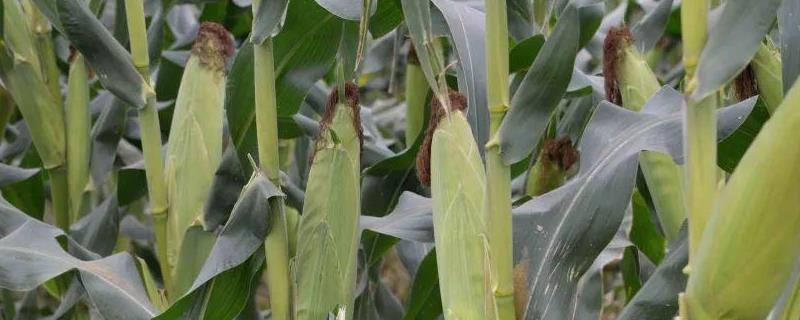 东农297玉米品种的特性，选择中上等肥力地块