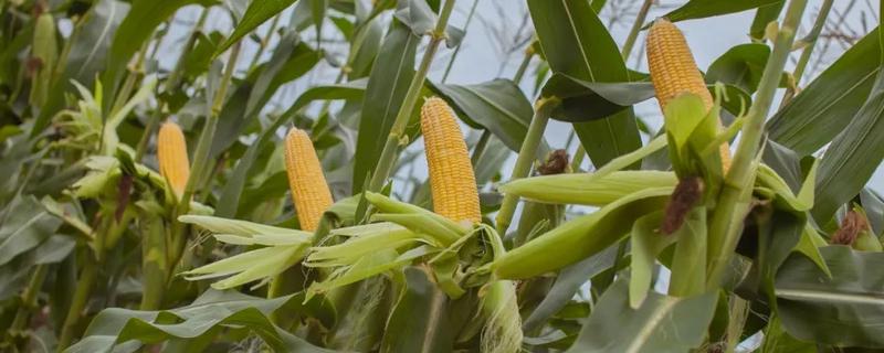 德禄888玉米品种的特性，选择中等以上肥力地块