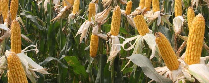 哈糯2025玉米种子特点，种植密度不宜过大