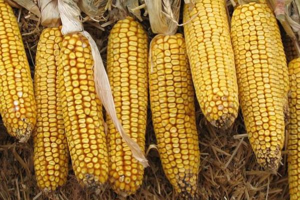 龙辐玉15玉米品种简介，普通玉米品种