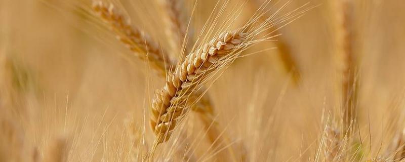 克春140891小麦种子简介，中筋品种