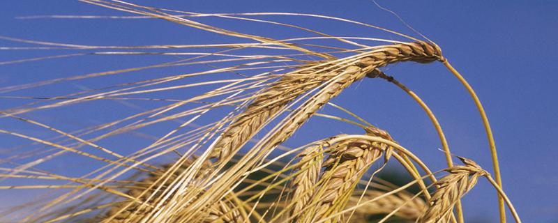 龙春204小麦种简介，选择中等肥力地块种植