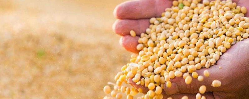 金源910大豆品种简介，选择中等肥力地块种植