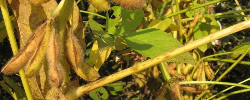 东农豆361大豆种子介绍，低致敏品种