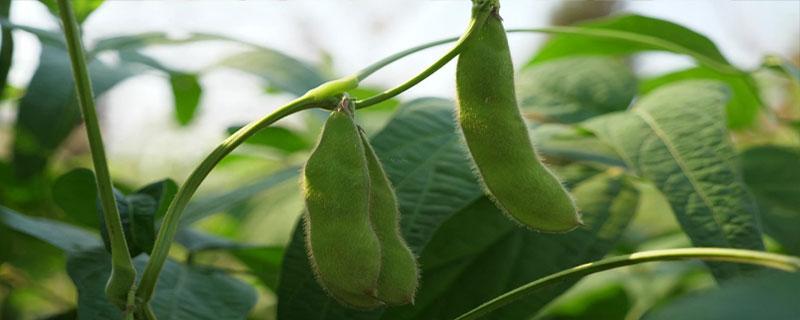 黑农311大豆品种简介，在适应区5月上旬播种