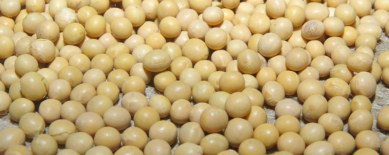 东创农科23大豆品种简介，在适应区5月上旬播种