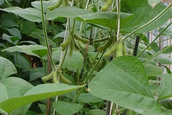 东生53大豆种子介绍，选择中等肥力地块种植