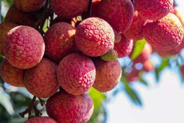 夏季上市的时令水果有哪些，常见这7种