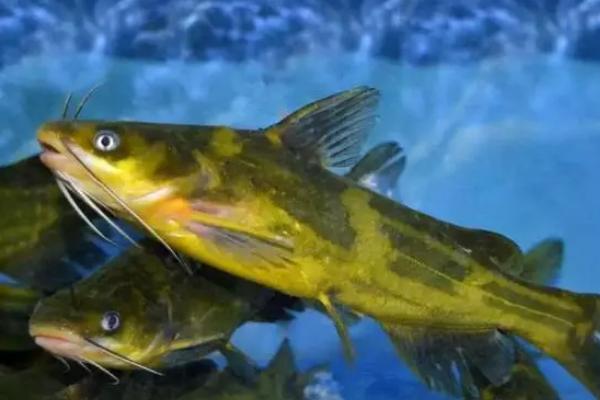 怎么防治黄颡鱼疾病，需根据实际病情采取针对性措施