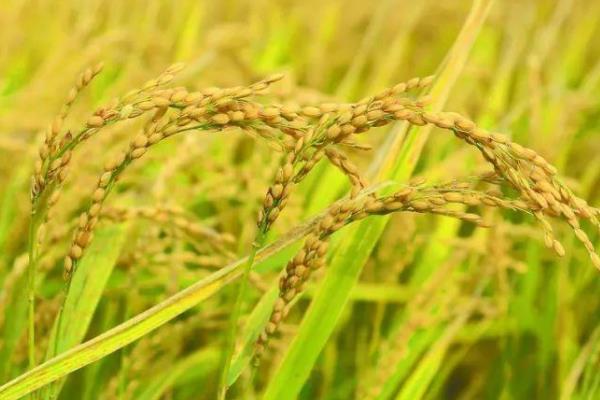 龙源105水稻品种的特性，该品种主茎11片叶