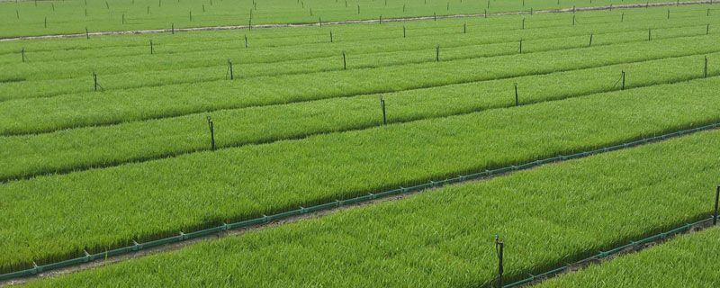 绥粳135水稻种子介绍，该品种主茎12片叶