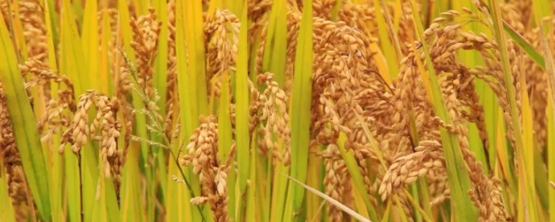 益农2水稻种子特征特性，该品种主茎13片叶