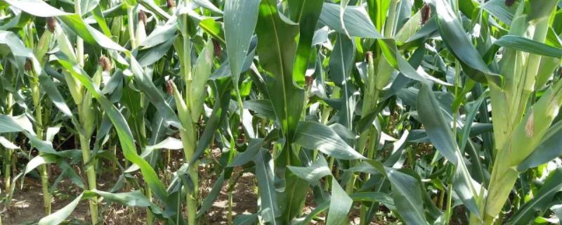 申科甜810玉米品种的特性，中等肥力以上地块栽培