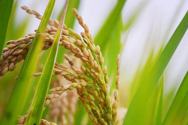 旱两优8209水稻品种简介，每亩用种量5千克