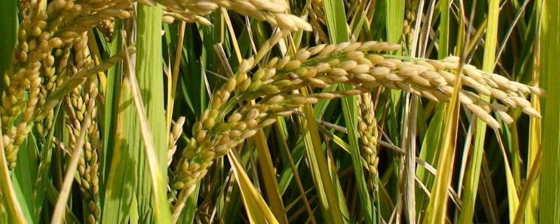 哈粳稻15号水稻种子简介，该品种主茎13片叶