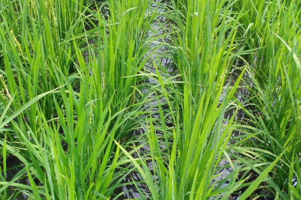 哈粳稻16号水稻品种的特性，该品种主茎14片叶