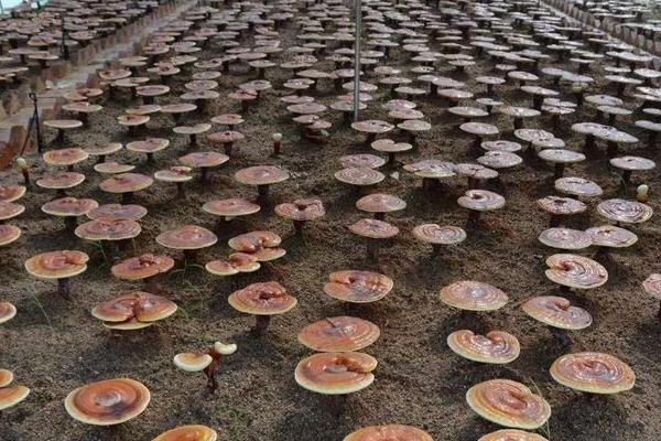 灵芝生长需要什么环境，温度要达到25-30℃