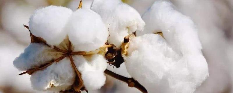 徐棉399棉花种子特点，每亩用缩节胺纯品7.0克左右