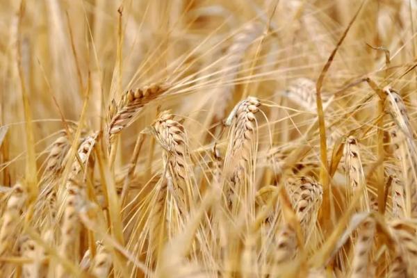 淮麦919小麦种子简介，每亩有效穗41.7万
