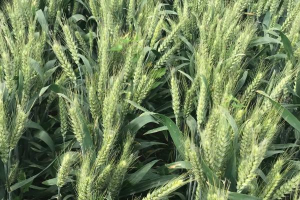 淮麦919小麦种子简介，每亩有效穗41.7万