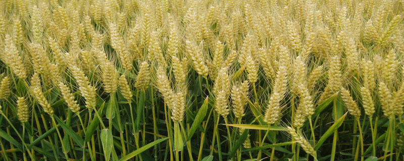 宁麦37小麦种子简介，基本苗适期播种每亩16万左右