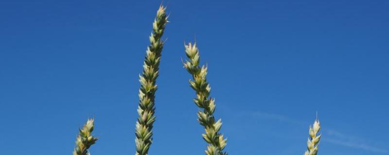 扬辐麦21小麦种子简介，春性小麦品种