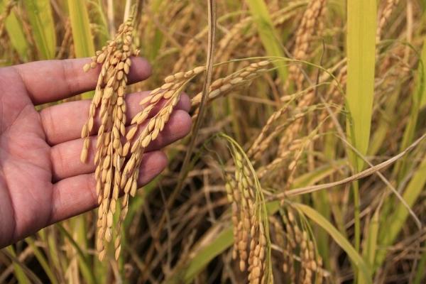 连黑糯1号水稻种简介，大田用种量每亩3~4公斤