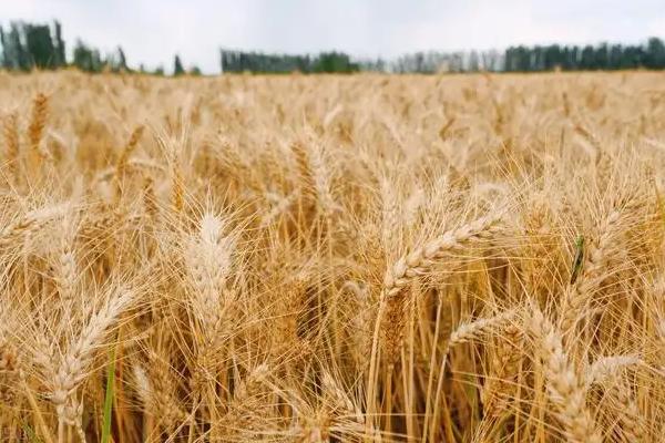 华麦20小麦种子特征特性，推迟播种或中低产田适当增加