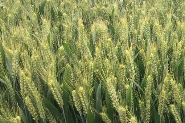 华麦22小麦种简介，每亩有效穗42.8万