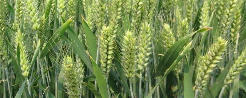 沣和麦693小麦种子介绍，适宜播期10月10日至25日