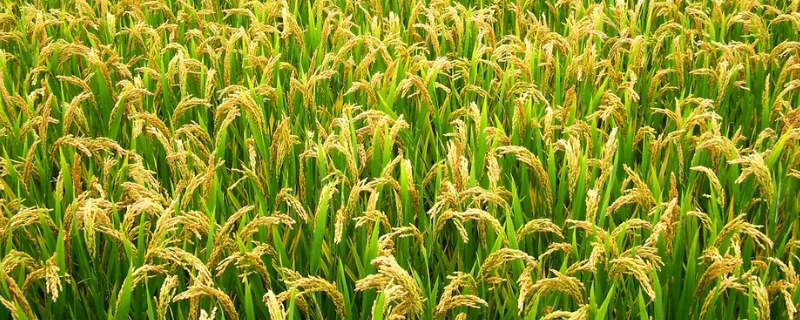扬粳糯7号水稻品种简介，每亩栽插2万穴