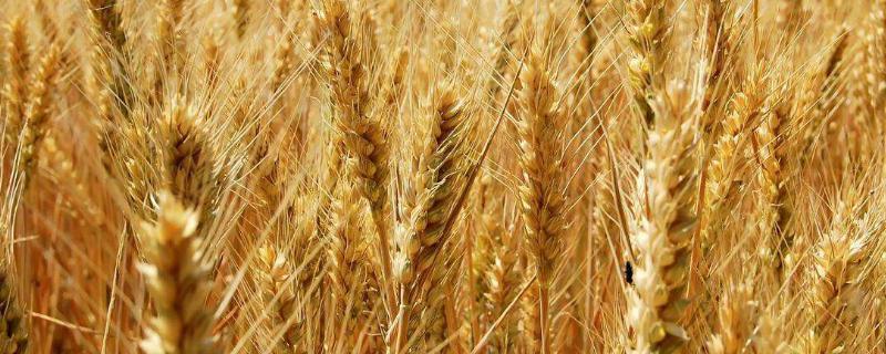宁麦38小麦品种简介，基本苗适期播种每亩15万左右