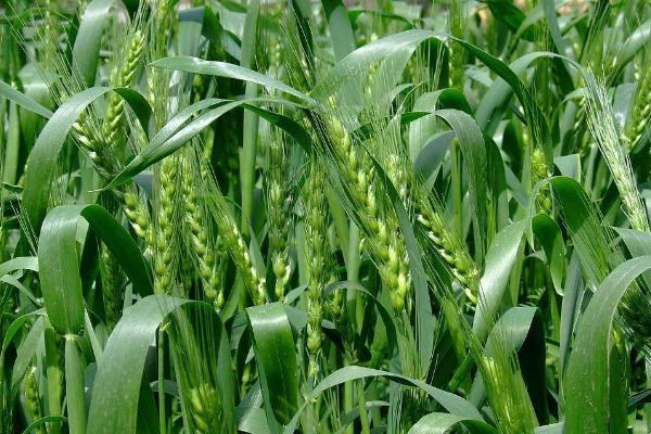 沣和麦693小麦种子介绍，适宜播期10月10日至25日