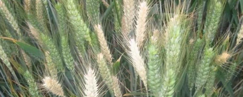华麦20小麦种子特征特性，推迟播种或中低产田适当增加