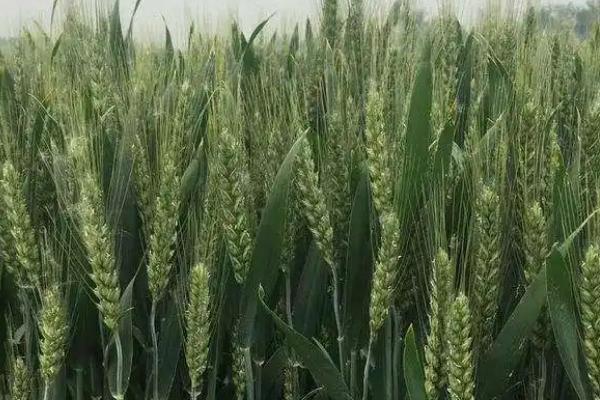 扬麦42小麦种简介，基本苗适期播种每亩15万左右