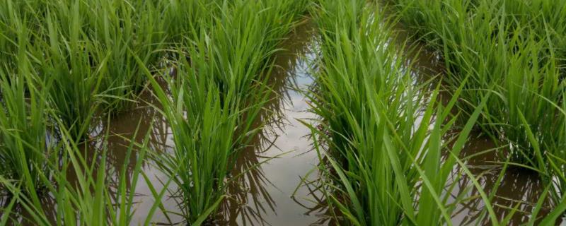 盐田育5号水稻品种简介，旱育秧每亩播量35~40公斤