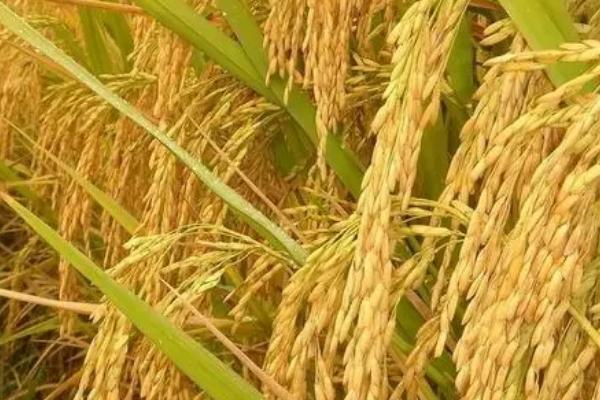 常香粳206水稻种子特征特性，搁田前后及时防治纹枯病