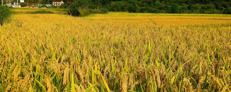 常香粳206水稻种子特征特性，搁田前后及时防治纹枯病